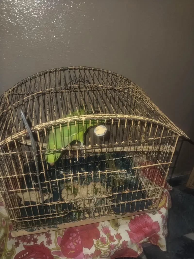 Parrot For Sale. . . — photo 9
