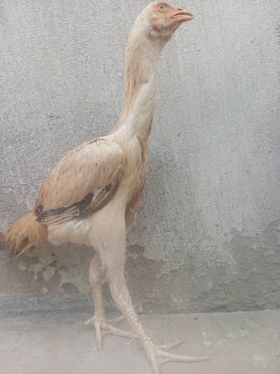 shamo Madi for sale