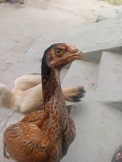 shamo Madi for sale
