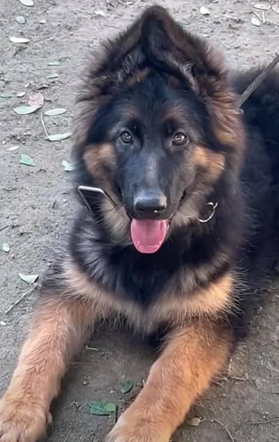 German shepherd puppies for sale healthy