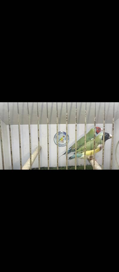 lady gouldian finch ready to breed pair available