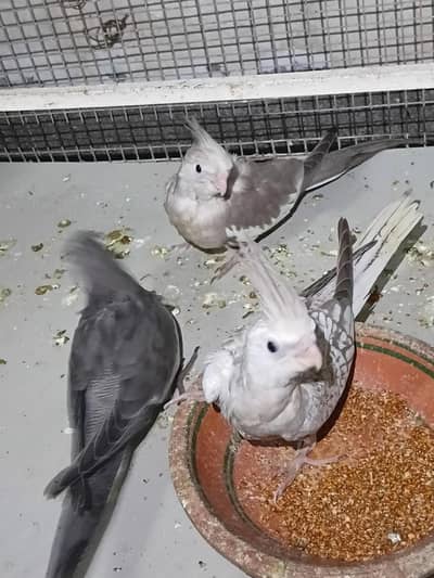 cockatiel self feeding chicks