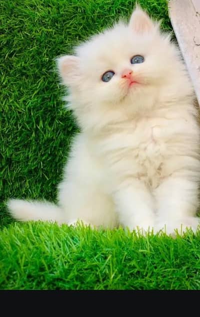 Persian cat for sale 2 month age available