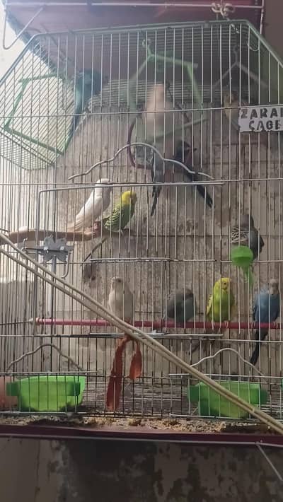 birds cage for urgent sale