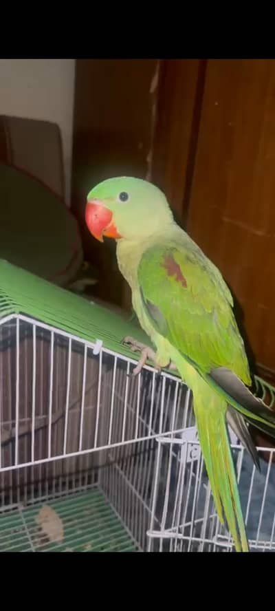 raw parrot for sale 03116618521
