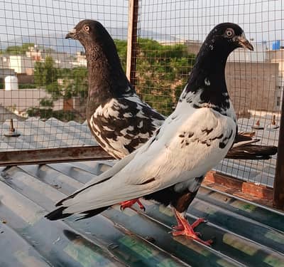 Rampori & Lakha breeder pair