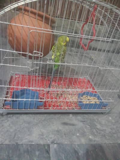 parrots for sale
