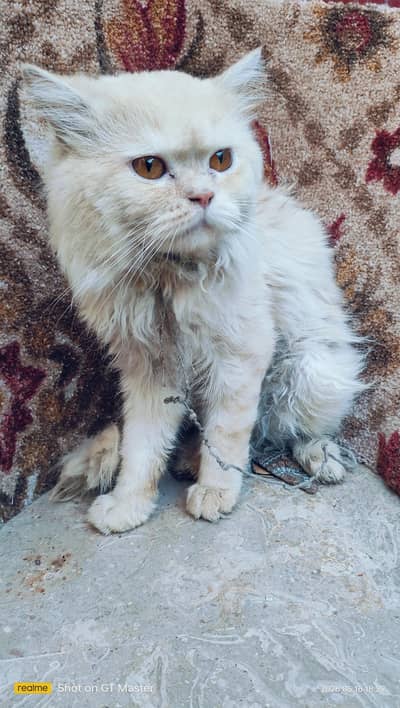Persian Male Cat for sale