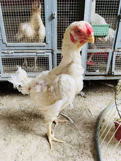 Qandhari Females For Sale