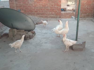 heera chicks