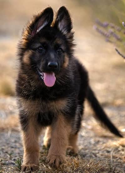 heavy bone black mask GSD PUPPIES