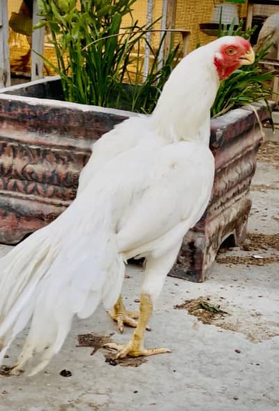 Indian Parrot Beak Male For Sale.