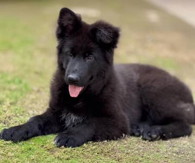 German shepherd puppies for sale healthy