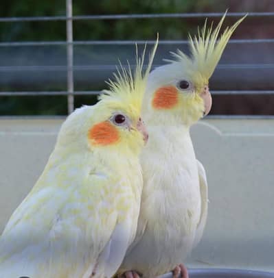 Cocktail parrots pair