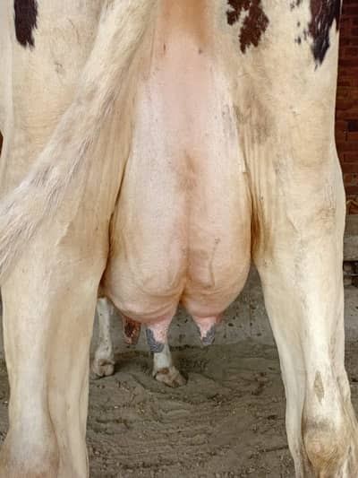 Cow for sale
