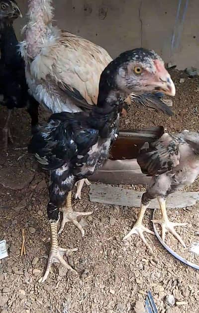 Aseel hen with 5 mushka chicks