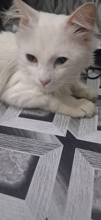 Turkish angora.