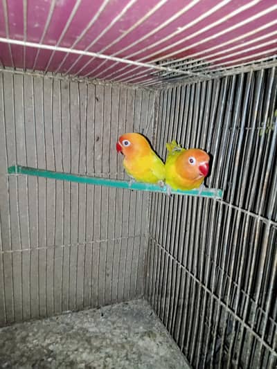 lovebirds breedar and ready to breed pais