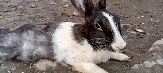 Rabits