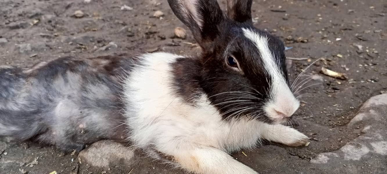 Rabits 0