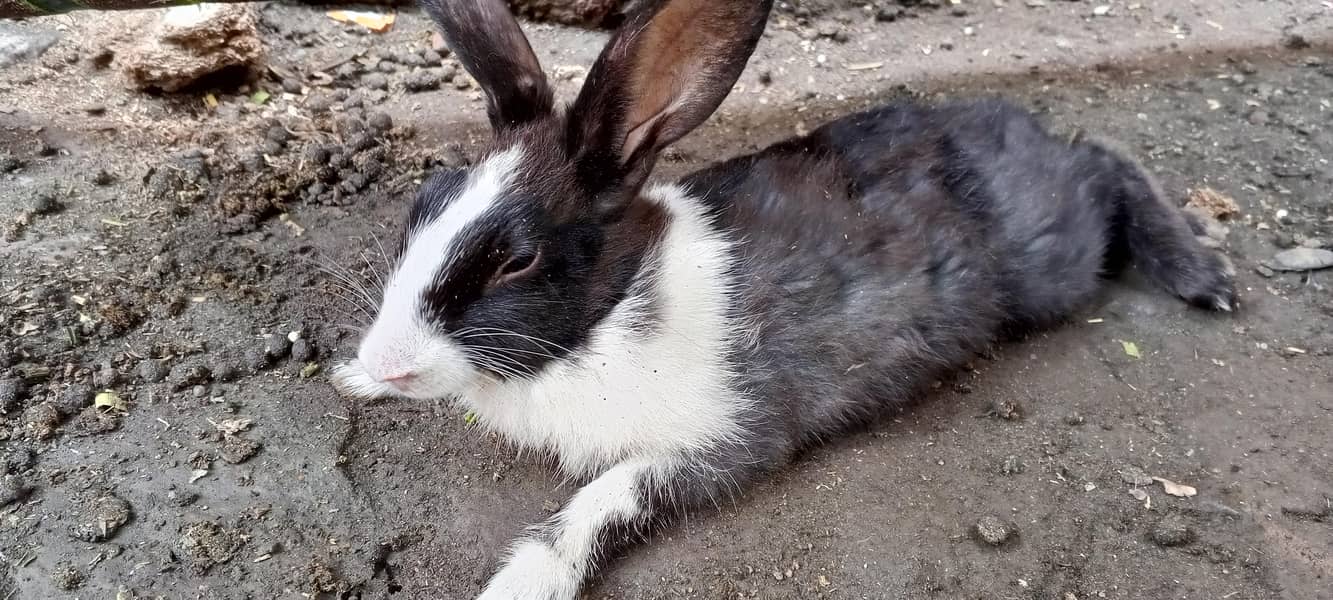 Rabits 1