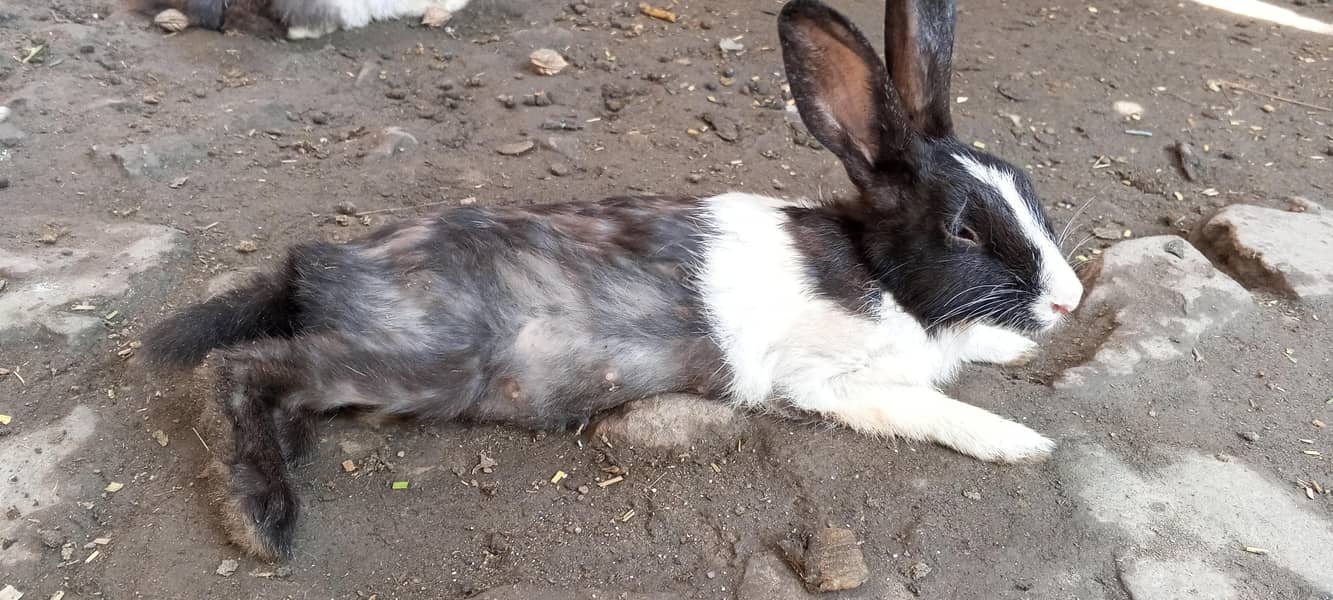 Rabits 2