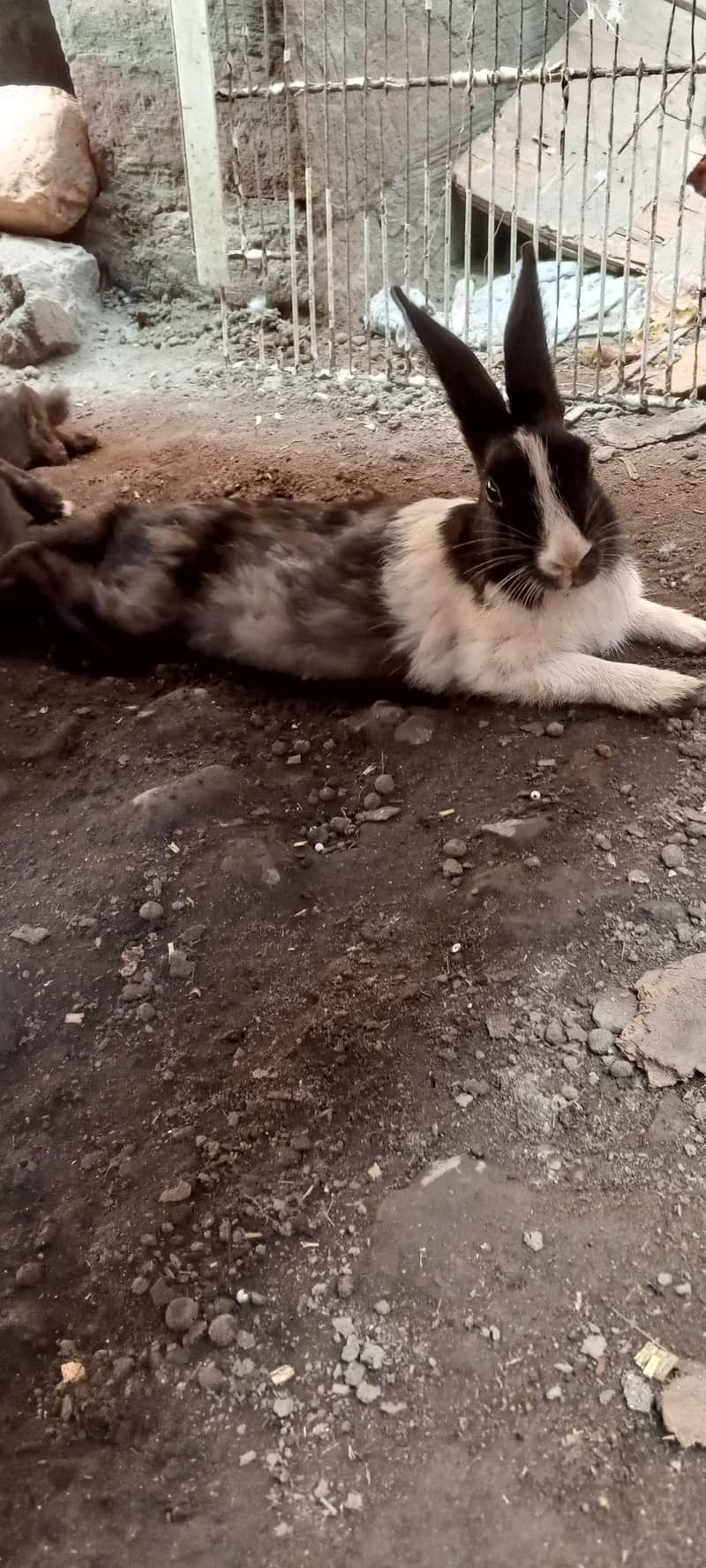 Rabits 4