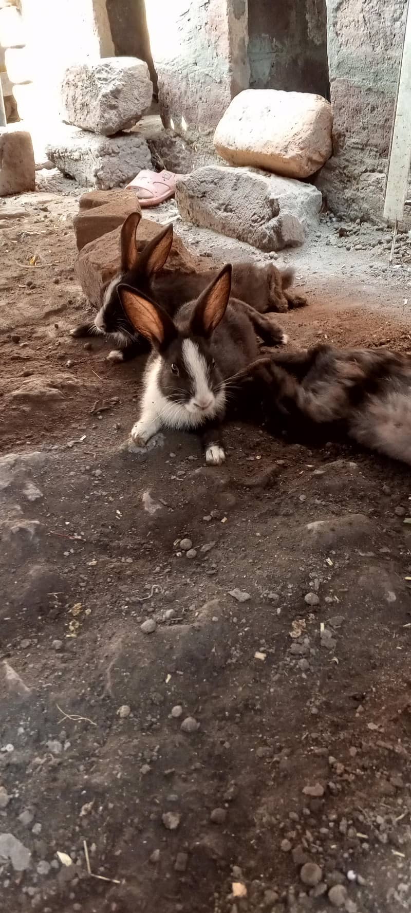 Rabits 5