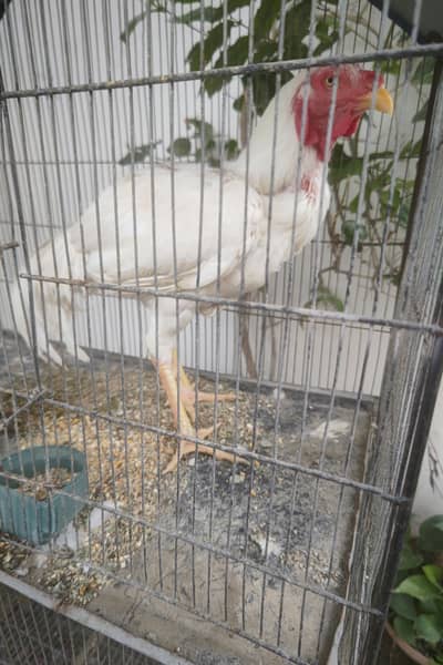 White Murgha and cage read discription