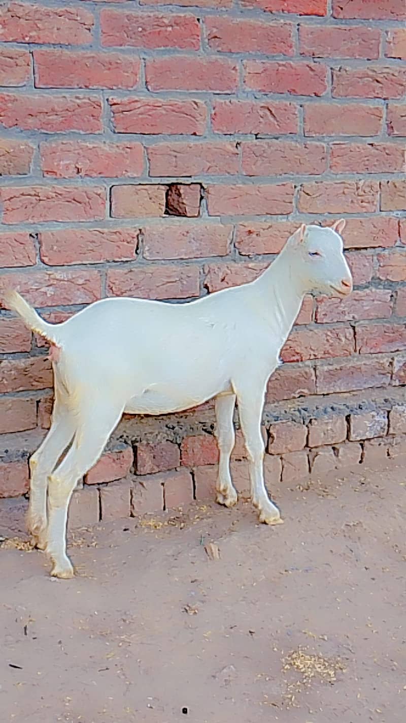 رشین ٹیڈی 0