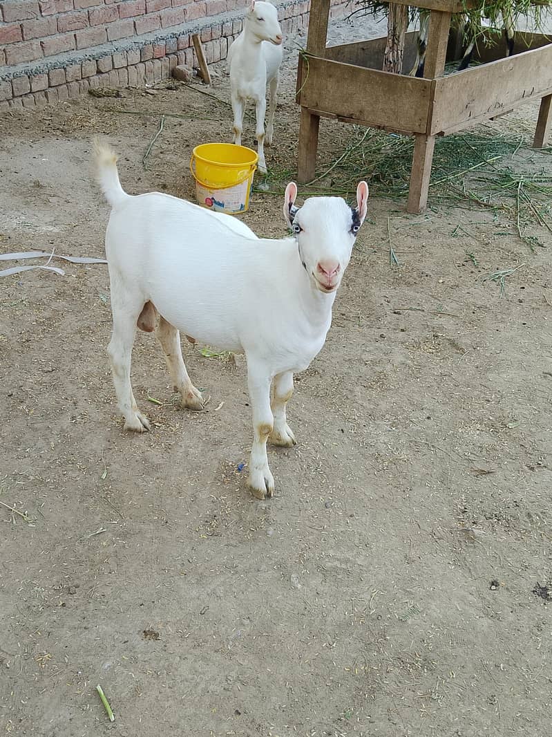 رشین ٹیڈی 1