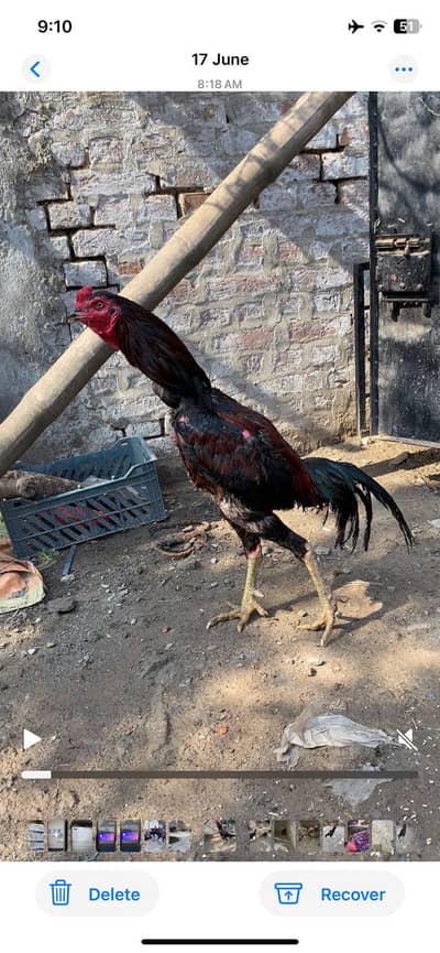 Pokoya Karas full log higt Murga for Sall 13k Damad