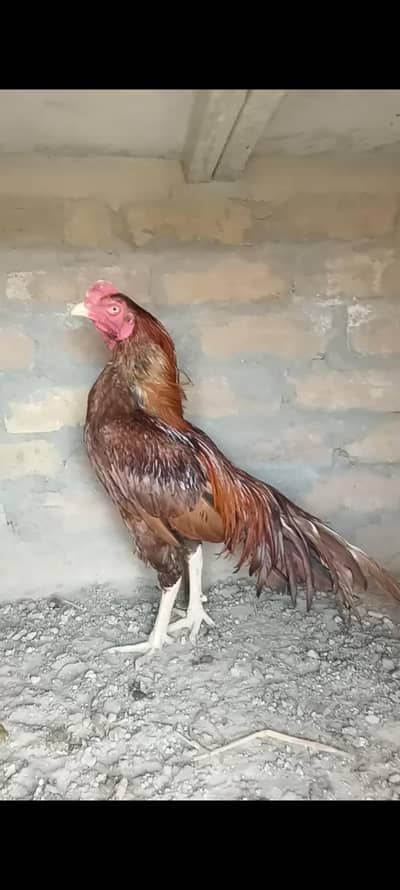 Aseel Chicks