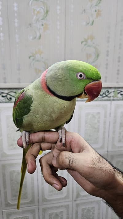 Raw Parrot