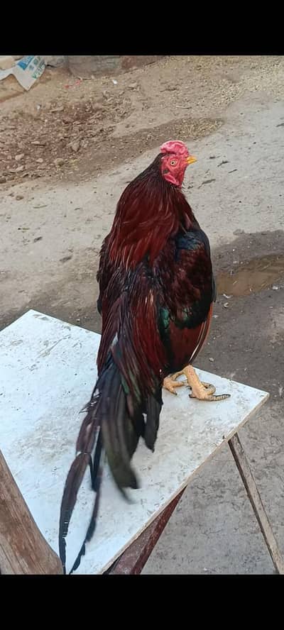 Amroha breeder male