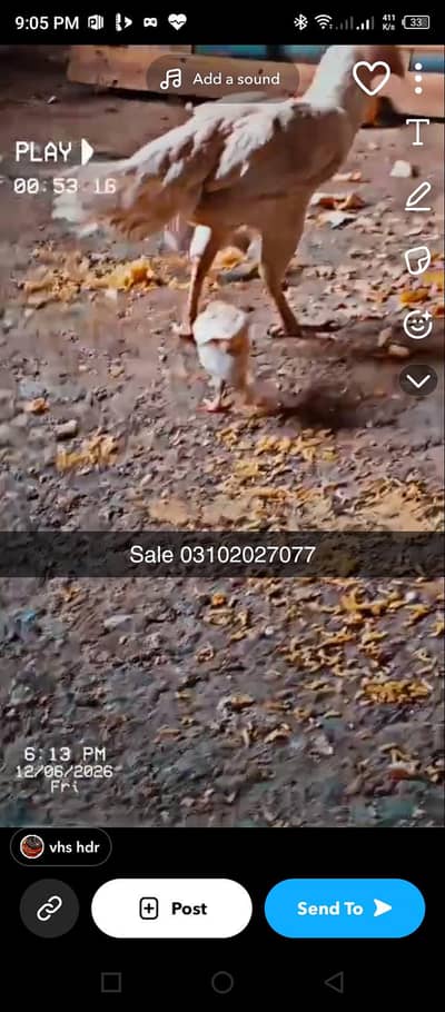 aseel heera pair sale + Desi pair sale