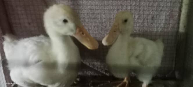 healthy female duck s