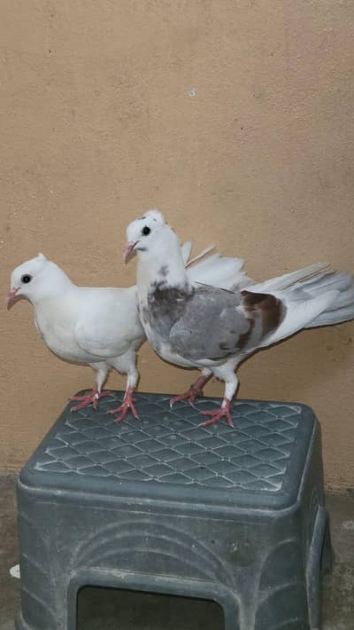 Full Adult Sherazi Peigon Pair Ready to Breed