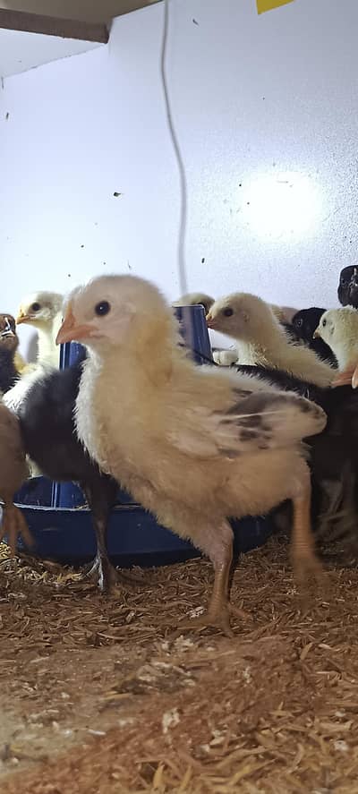 2 weeks Misri Golden home breed . . . complete vaccinated Healthy chicks