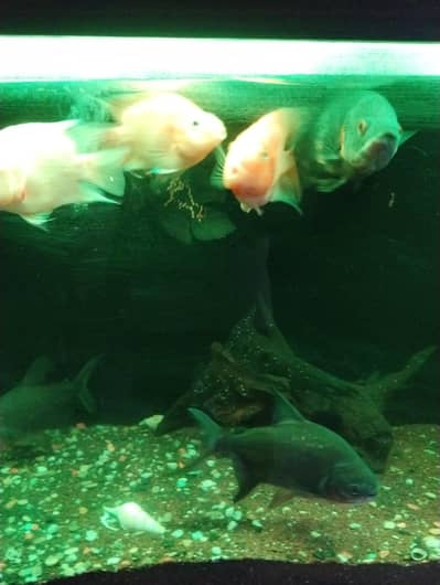 aquarium complete setup with fishes