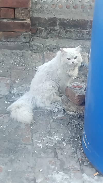 very  friendly cat