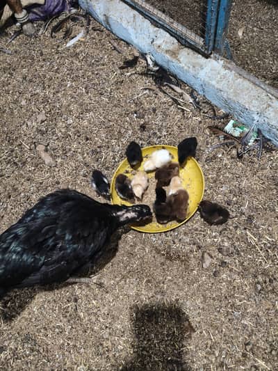 Aseel day old chicks