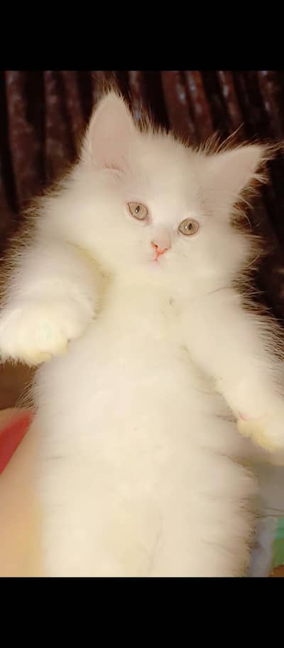 2 month pure persion healty and beautifull kitten
