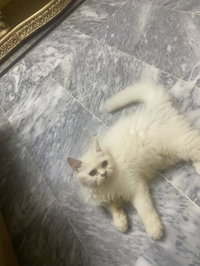 #persiancat #Persiankitten #Cat