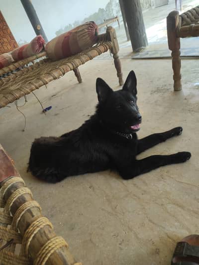 black German shepherd
