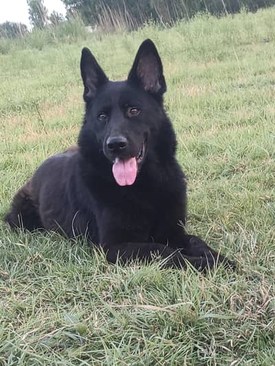 black German shepherd