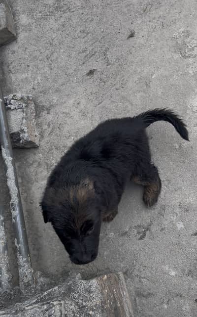 jerman shepherd puppy