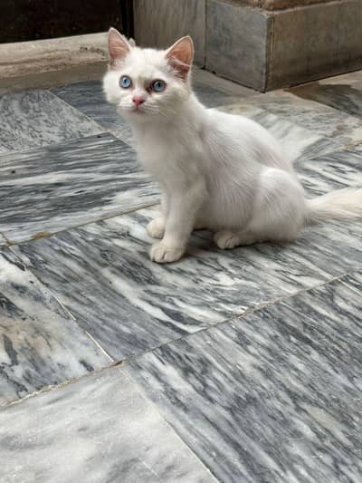 persian