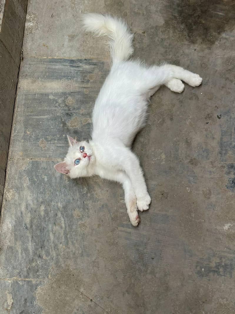 persian 3