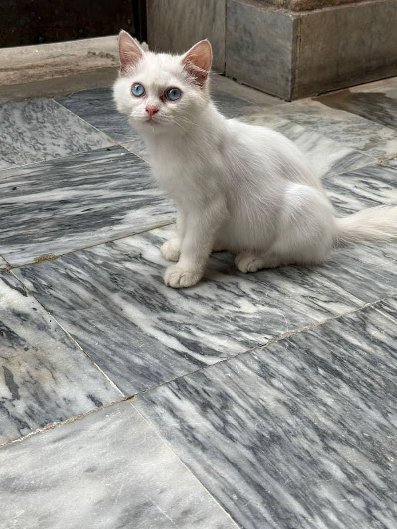 persian 4